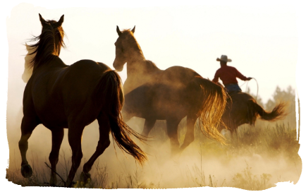 equitation western
